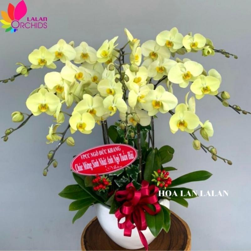 bo-hoa-lan-ho-diep-sang-trong