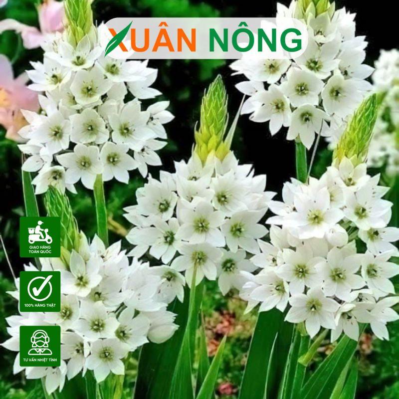Hoa thiên nga mắt ngọc trong ẩm thực