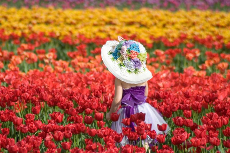 Hoa tulip tháng 3 sắc sỡ