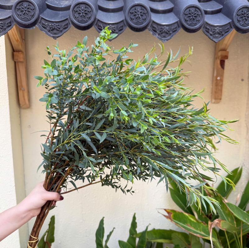 Lá bạch đàn cắm hoa