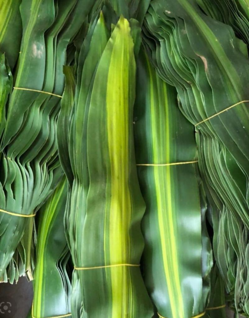 Lá phát tài cắm hoa