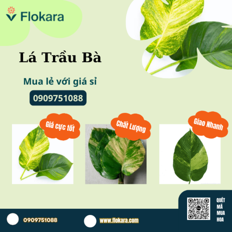 Lá trầu bà cắm hoa