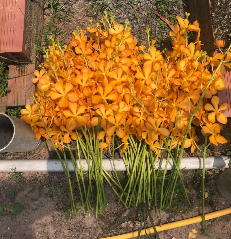 Lan cắt cành giá tốt