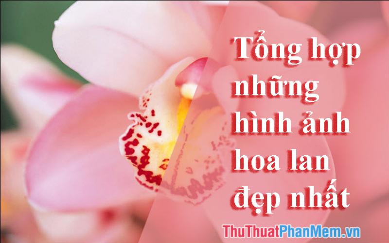 lan-ho-diep-dep-quyen-ru-bieu-tuong-cua-su-sang-trong