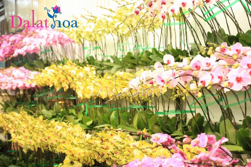 Lan hồ điệp tím: biểu tượng của sự quý phái và uy nghiêm