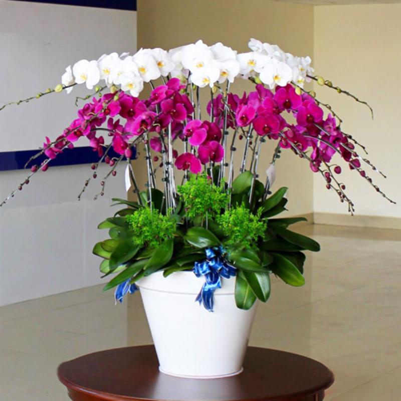 Lan hồ điệp vàng trang trí nội thất