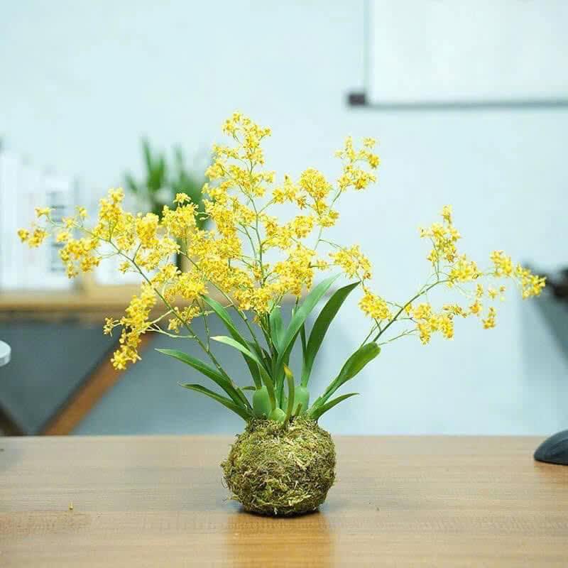 Hoa lan vũ nữ vàng rực rỡ trong chậu, làm bừng sáng không gian sống và làm việc