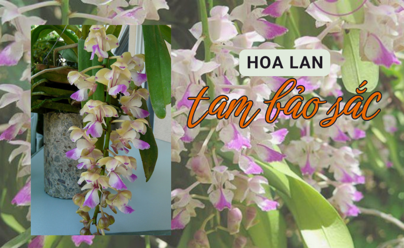 Vẻ đẹp mềm mại, quyến rũ của chùm hoa lan vũ nữ vàng rủ xuống như dòng thác