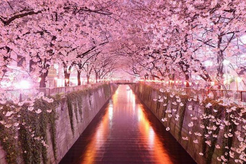 anh-le-hoi-hanami-nhat-ban-rộn-rã