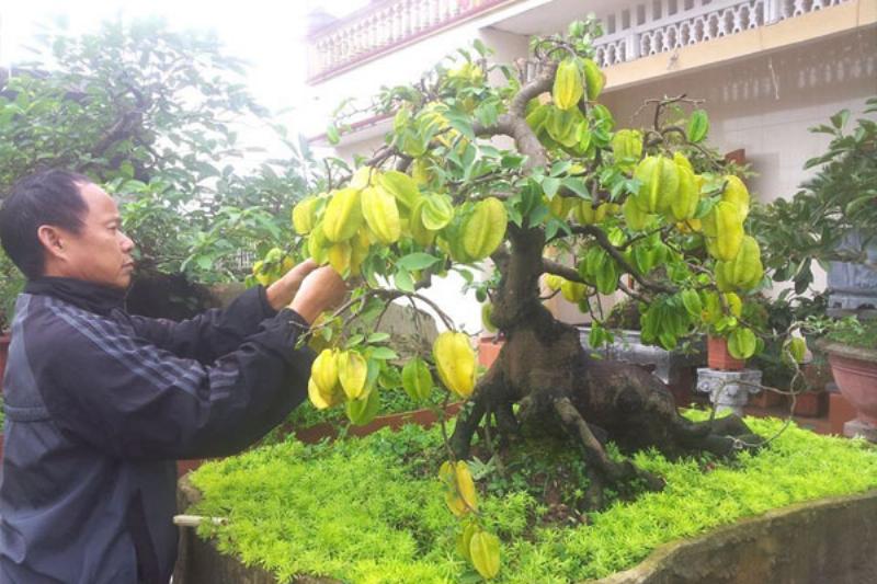 Mẹo hay khi mua lan cắt cành