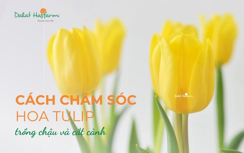 Mẹo nhỏ khi mua hoa Đà Lạt Hasfarm