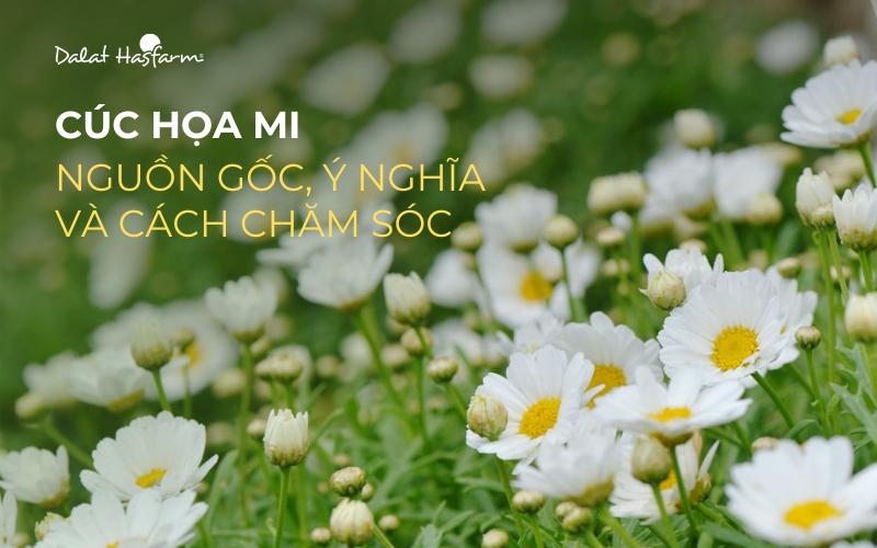 Phân biệt hoa cúc họa mi trắng với các loài hoa khác