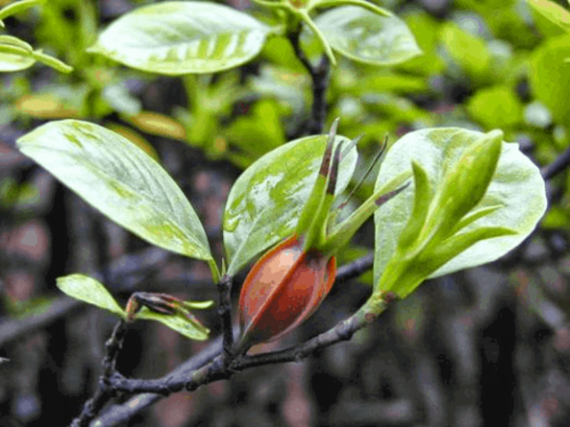 Hình ảnh quả hoa hồng (rose hip) màu đỏ hoặc cam trên cành cây hoa hồng, thể hiện một giai đoạn khác của vòng đời cây và đặc điểm khoa học của chi Rosa