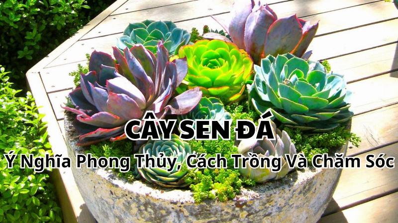 Một chậu sen đá mix với nhiều loại khác nhau thể hiện ý nghĩa đa dạng và gắn kết