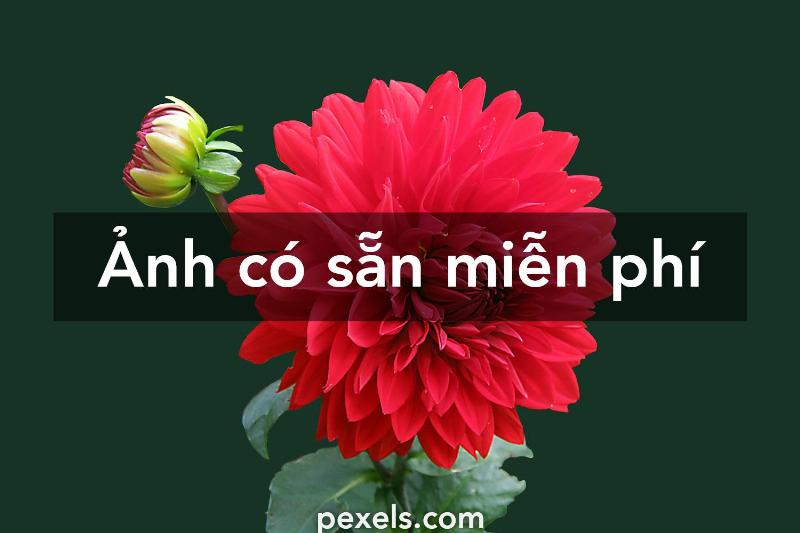 Tải Ảnh Hoa Miễn Phí