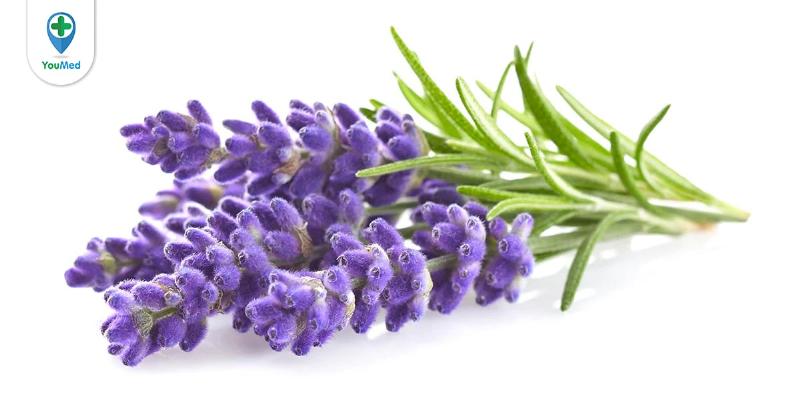 Cong dung cua hoa lavender tuoi
