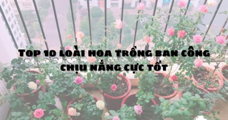 Vẻ đẹp độc đáo và nổi bật của cây hồng môn với lá bắc màu sắc rực rỡ