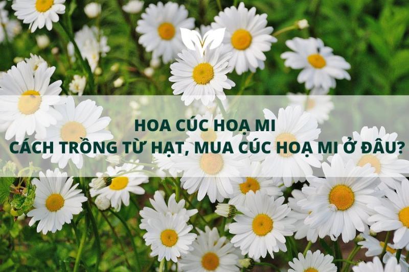 Vườn cúc họa mi nở rộ dưới nắng đông, biểu tượng của hy vọng và sự sống mãnh liệt.