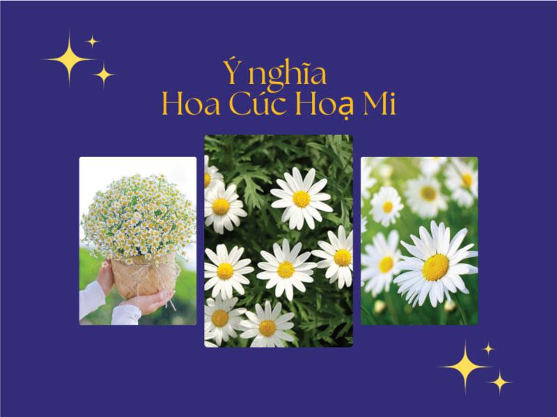 Bó cúc họa mi nhỏ nhắn trong tay, biểu tượng tình yêu trong sáng, chờ đợi.