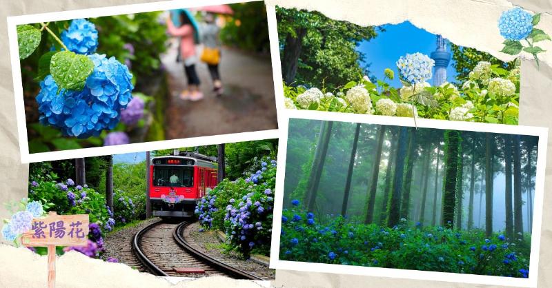 Ý nghĩa hoa cẩm tú cầu trong văn hóa Nhật Bản mùa mưa Ajisai