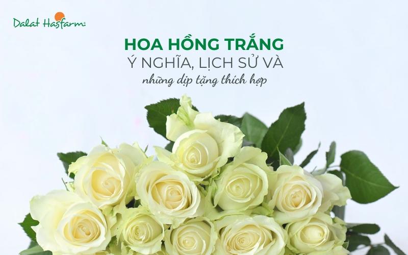Ý nghĩa hoa hồng trắng tinh khiết