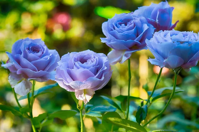 Ý nghĩa hoa hồng xanh dương trong văn hóa