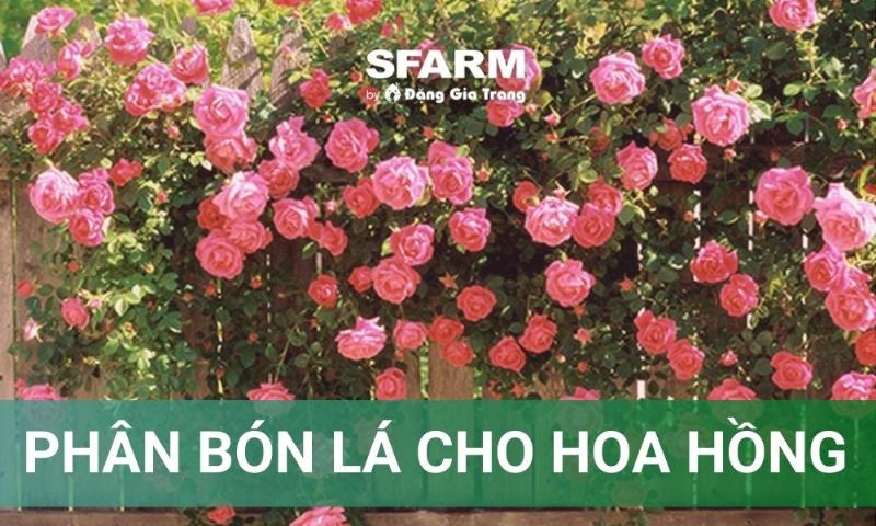 Chăm sóc đúng cách giúp cây hoa hồng xanh lá phát triển khỏe mạnh và ra hoa đẹp