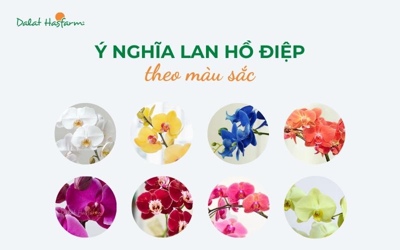 Ý nghĩa màu sắc hoa lan cành