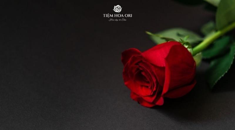 Tìm hiểu ý nghĩa hoa hồng màu cam thể hiện sự đam mê và ngưỡng mộ.