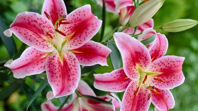 Bình hoa hồng tròn thấp rực rỡ đã hoàn thành, sẵn sàng trang trí không gian