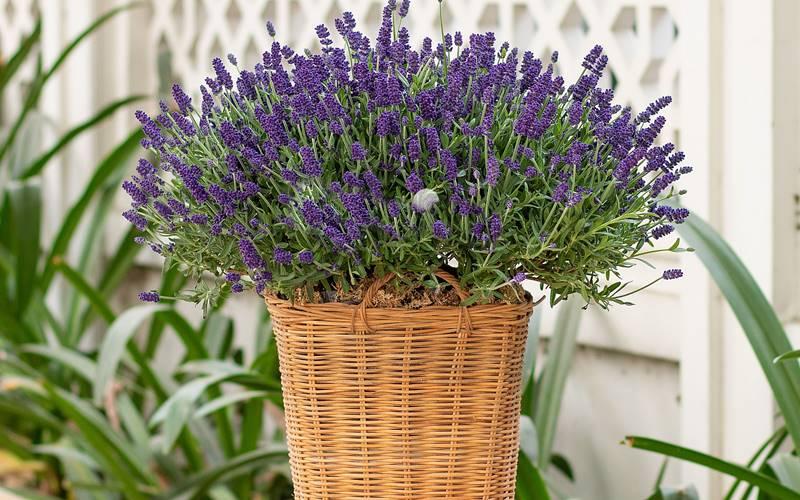 Bó hoa bi trắng được làm khô, lưu giữ kỷ niệm tình yêu vĩnh cửu.