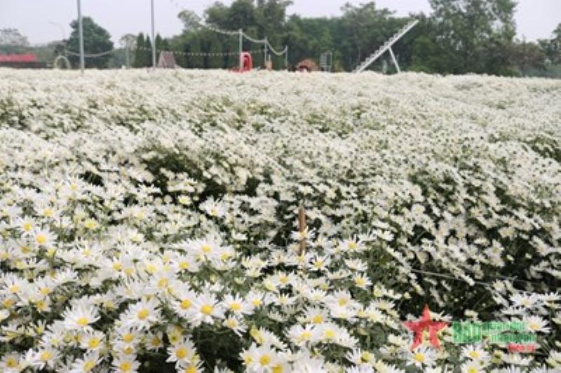 Bo hoa cuc hoa mi trang tinh khoi trong gio, dac trung mua dong va anh huong den gia hoa cuc hom nay theo mua