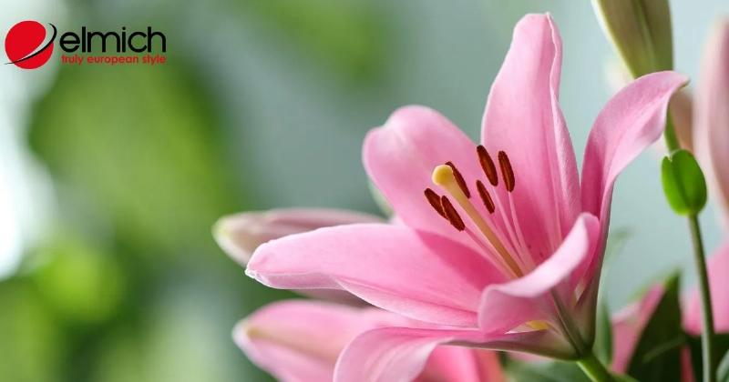 Một bó hoa ly kết hợp nhiều màu sắc rực rỡ, thích hợp để tặng vào các dịp lễ hội đặc biệt, minh họa cách sử dụng hoa ly trong quà tặng