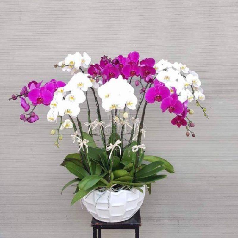 Cac loai hoa bieu tuong cho su thanh cong tot nghiep