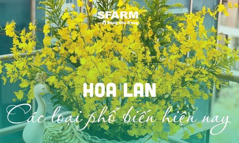 Hình ảnh minh họa các loại hoa lan trắng phổ biến như Hồ Điệp, Cattleya, Vũ Nữ