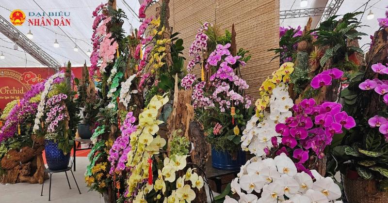 Các phân khúc giá chậu lan hồ điệp từ bình dân đến cao cấp