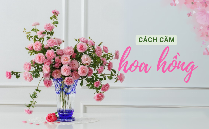 Hinh anh nguoi dang cat cheo goc hoa hong ecuador duoi nuoc de cam binh