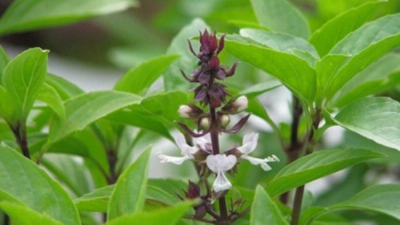 Hình ảnh minh họa các bước trồng hoa thủy tiên Đà Lạt bằng phương pháp thủy canh, từ củ đến khi nhú rễ và mầm