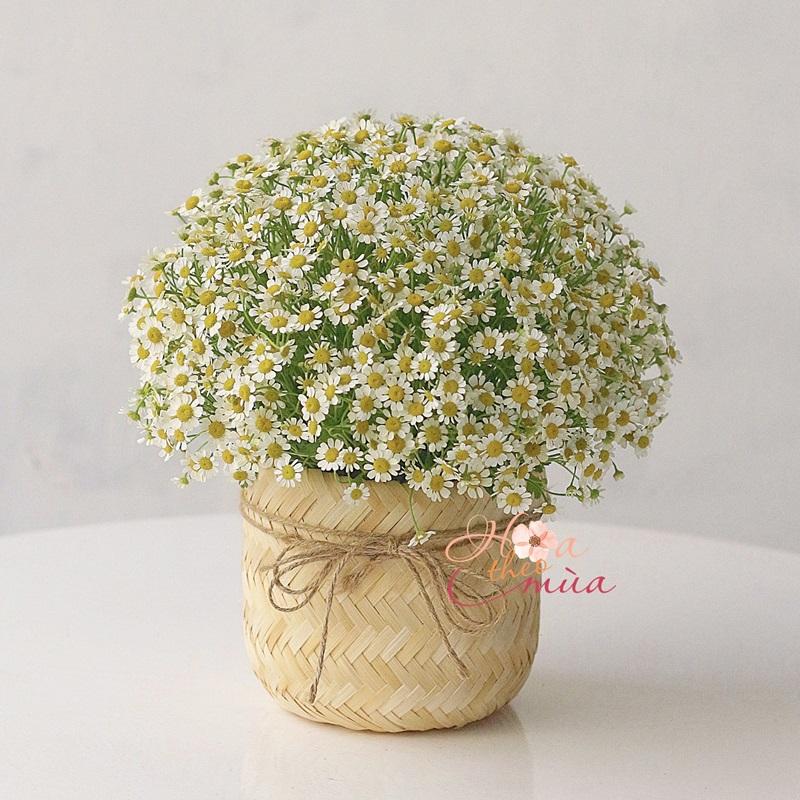Cách cắm hoa hồng đơn giản để chào ngày mới đầy sức sống