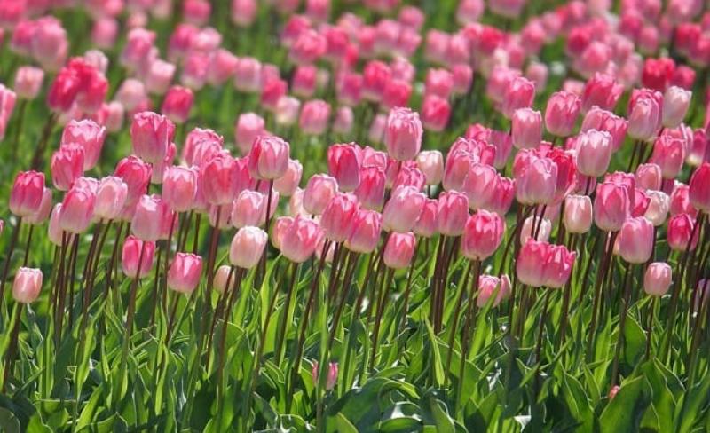 Cẩm tú cầu xanh lá - biểu tượng của hy vọng và sự đổi mới