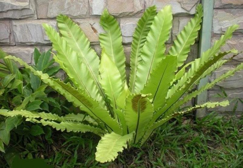 Một chậu cây cảnh văn phòng dễ chăm sóc tại Hà Nội, lá xanh mướt đặt trên bàn làm việc