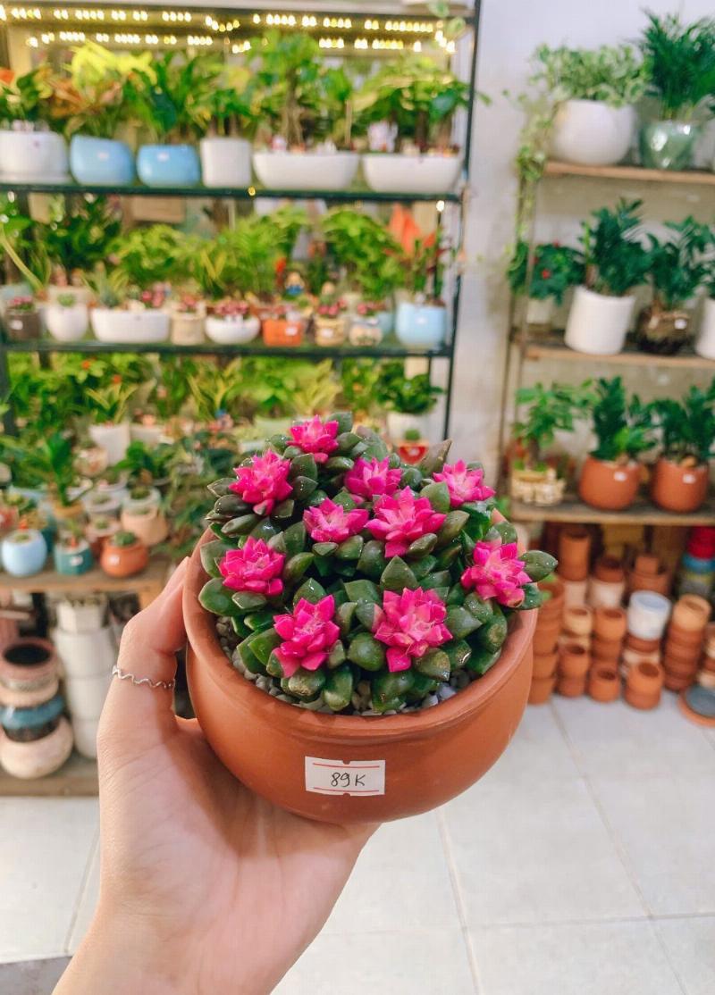 Hình ảnh một bàn làm việc có ánh sáng đèn và một chậu cây nhỏ xanh tươi
