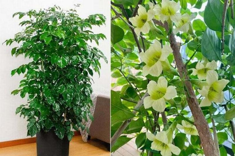 Hình ảnh cây hạnh phúc nở hoa mang ý nghĩa tốt lành, biểu tượng của may mắn và viên mãn