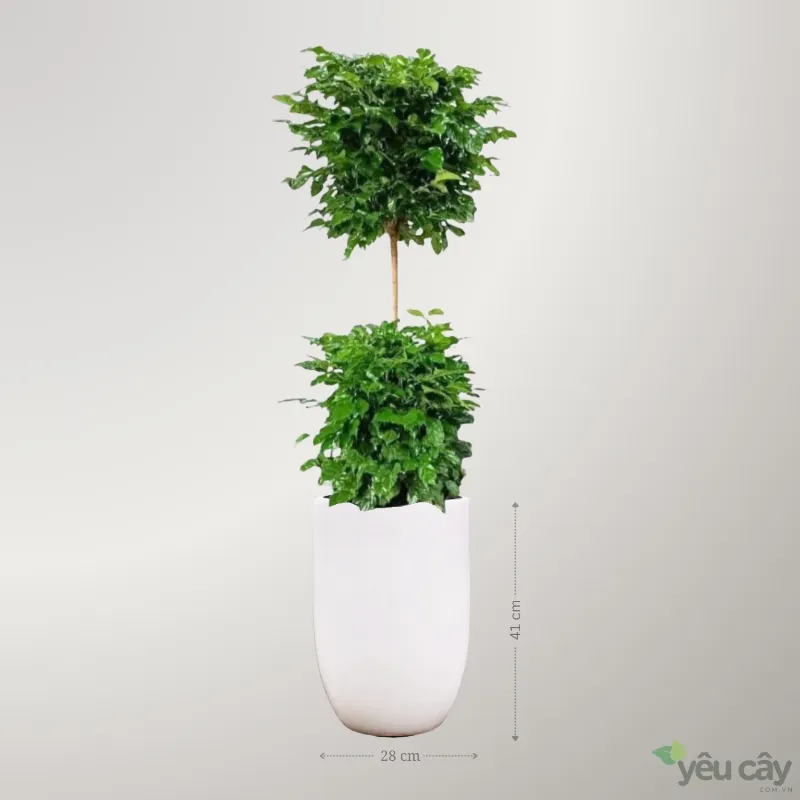 Cây Hạnh Phúc, một lựa chọn cây cảnh văn phòng đẹp ở Hà Nội, mang ý nghĩa may mắn
