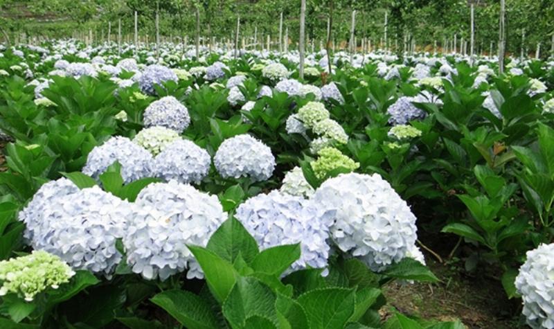 Chăm sóc cẩm tú cầu xanh lá giúp cây ra hoa đẹp và khỏe mạnh