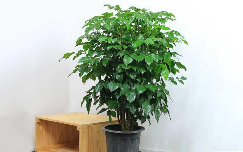 Hình ảnh người đang tưới nước chăm sóc cây hạnh phúc, gợi ý kỹ thuật chăm sóc