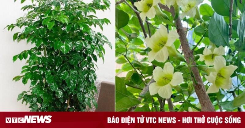 Hướng dẫn chăm sóc cây hạnh phúc đúng cách để cây ra hoa