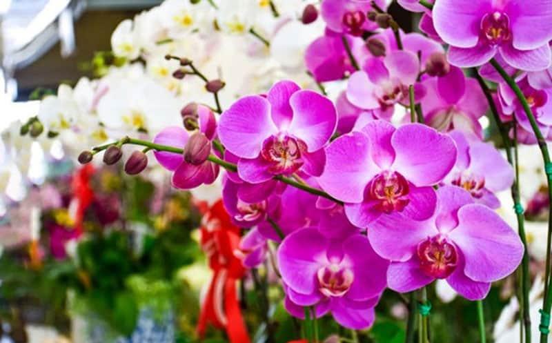 Hình ảnh cận cảnh rễ và giá thể của chậu lan hồ điệp, minh họa cách kiểm tra độ ẩm giá thể trước khi tưới nước, phù hợp với nội dung về chăm sóc và ý nghĩa lan hồ điệp qua sự bền bỉ