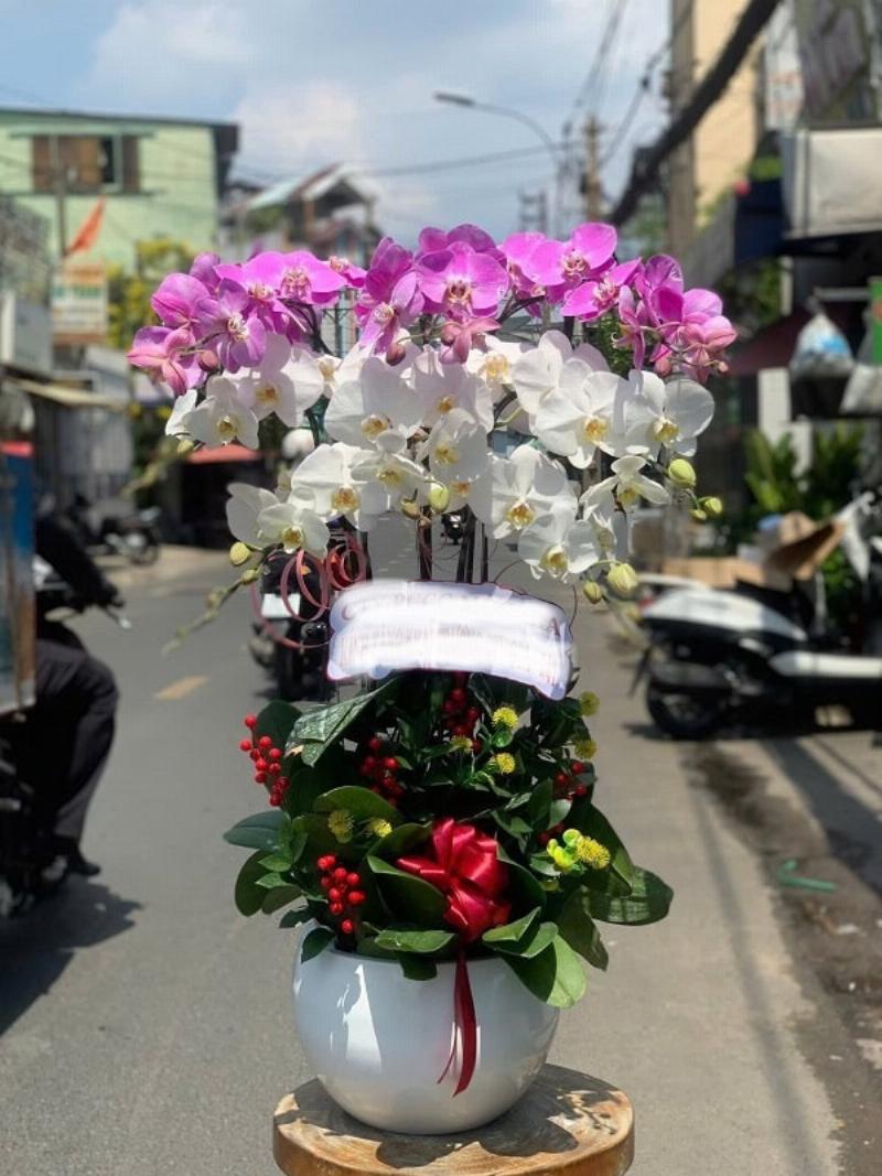 Hướng dẫn chăm sóc lan hồ điệp tại nhà sau khi mua từ shop hoa lan hồ điệp, giữ hoa tươi lâu.