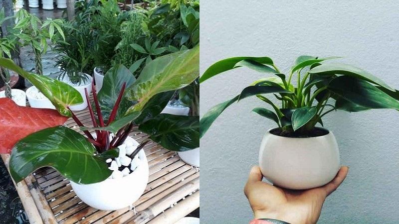 Hướng dẫn cách tưới nước đúng cách cho cây trầu bà đế vương đỏ trong chậu